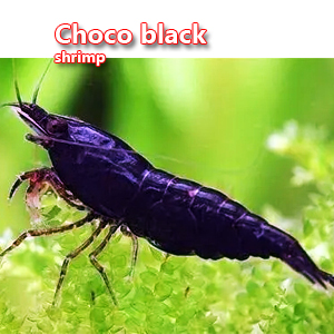 Choco black shrimp